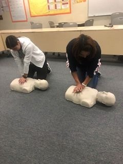 People practicing CPR chest compressions on mannequins
